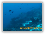 Apo_Reef_1