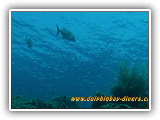 Apo_Reef_2