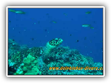 Apo_Reef_3
